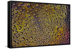 Marigold reflections in dew drops-Darrell Gulin-Framed Stretched Canvas