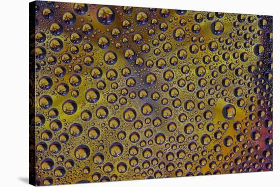 Marigold reflections in dew drops-Darrell Gulin-Stretched Canvas