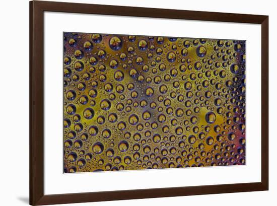 Marigold reflections in dew drops-Darrell Gulin-Framed Photographic Print