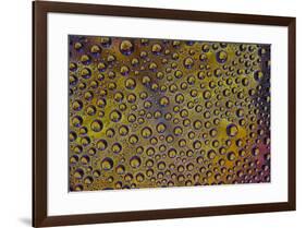 Marigold reflections in dew drops-Darrell Gulin-Framed Photographic Print