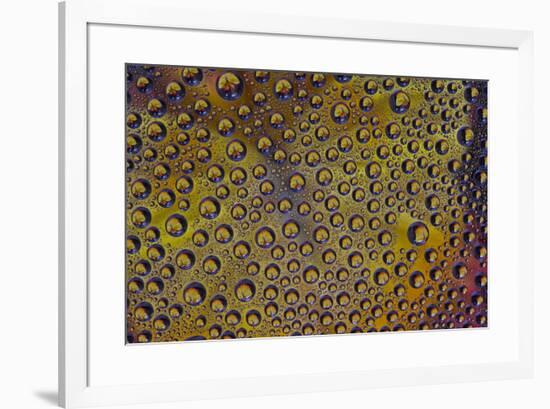 Marigold reflections in dew drops-Darrell Gulin-Framed Photographic Print