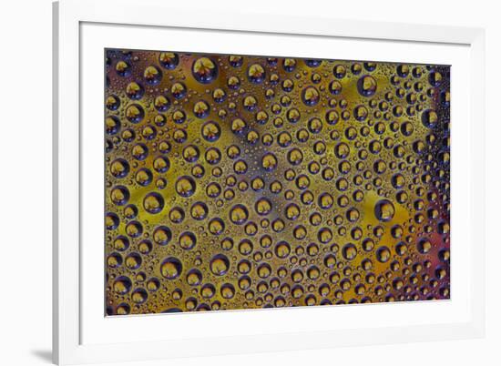 Marigold reflections in dew drops-Darrell Gulin-Framed Photographic Print