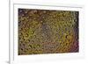 Marigold reflections in dew drops-Darrell Gulin-Framed Photographic Print