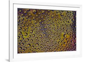 Marigold reflections in dew drops-Darrell Gulin-Framed Photographic Print