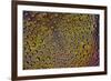 Marigold reflections in dew drops-Darrell Gulin-Framed Photographic Print