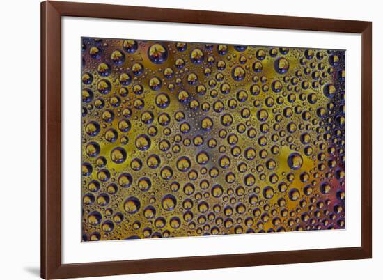 Marigold reflections in dew drops-Darrell Gulin-Framed Photographic Print