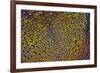 Marigold reflections in dew drops-Darrell Gulin-Framed Photographic Print