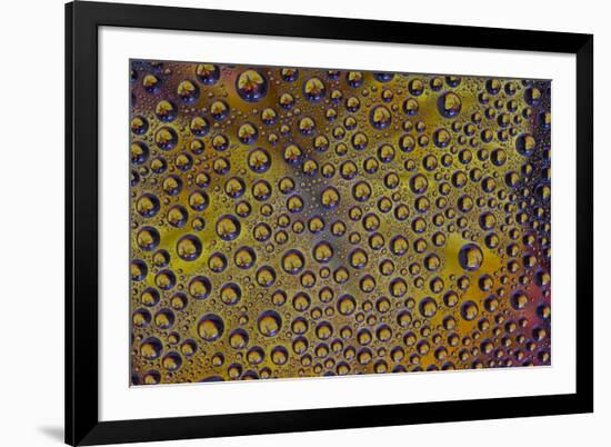 Marigold reflections in dew drops-Darrell Gulin-Framed Photographic Print