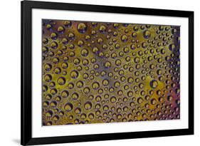 Marigold reflections in dew drops-Darrell Gulin-Framed Photographic Print