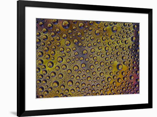 Marigold reflections in dew drops-Darrell Gulin-Framed Photographic Print