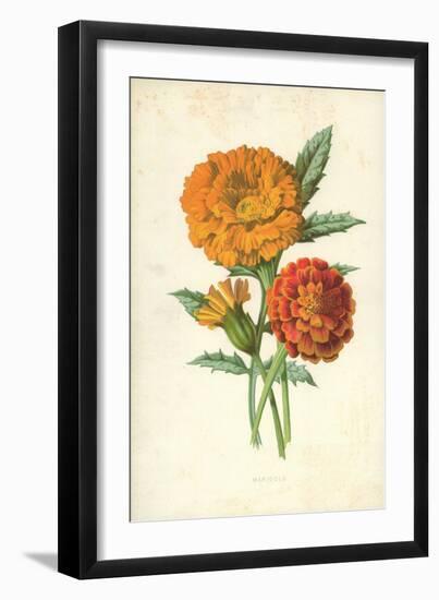 Marigold-Frederick Edward Hulme-Framed Giclee Print