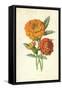 Marigold-Frederick Edward Hulme-Framed Stretched Canvas