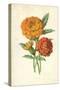 Marigold-Frederick Edward Hulme-Stretched Canvas