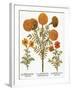 Marigolds, 1613-Besler Basilius-Framed Giclee Print