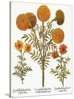 Marigolds, 1613-Besler Basilius-Stretched Canvas