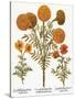Marigolds, 1613-Besler Basilius-Stretched Canvas