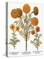 Marigolds, 1613-Besler Basilius-Stretched Canvas