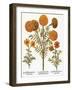 Marigolds, 1613-Besler Basilius-Framed Giclee Print