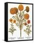 Marigolds, 1613-Besler Basilius-Framed Stretched Canvas