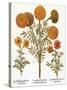 Marigolds, 1613-Besler Basilius-Stretched Canvas