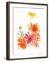 Marigolds and Other Flowers, 2004-Claudia Hutchins-Puechavy-Framed Giclee Print