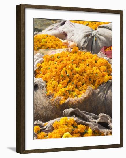 Marigolds Tied Up in Sacking Ready for Sale, Flower Market, Bari Chaupar, Jaipur, Rajasthan-Annie Owen-Framed Photographic Print