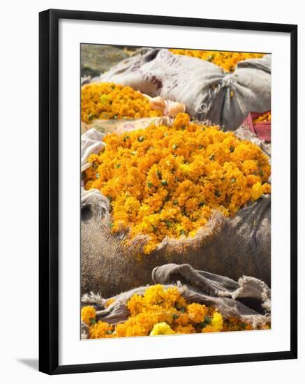 Marigolds Tied Up in Sacking Ready for Sale, Flower Market, Bari Chaupar, Jaipur, Rajasthan-Annie Owen-Framed Photographic Print