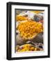 Marigolds Tied Up in Sacking Ready for Sale, Flower Market, Bari Chaupar, Jaipur, Rajasthan-Annie Owen-Framed Photographic Print