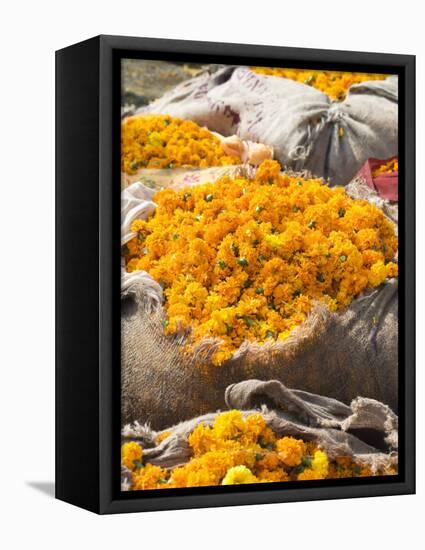 Marigolds Tied Up in Sacking Ready for Sale, Flower Market, Bari Chaupar, Jaipur, Rajasthan-Annie Owen-Framed Stretched Canvas