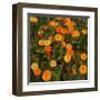 Marigolds-Moser Koloman-Framed Art Print