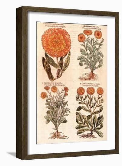 Marigolds.-John Gerard-Framed Giclee Print