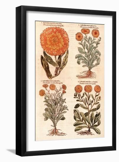 Marigolds.-John Gerard-Framed Giclee Print