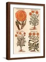 Marigolds.-John Gerard-Framed Giclee Print