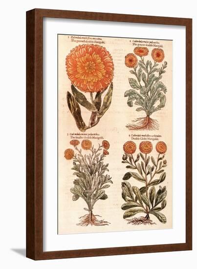 Marigolds.-John Gerard-Framed Giclee Print