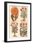 Marigolds.-John Gerard-Framed Giclee Print
