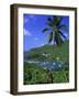 Marigot Bay, St. Lucia, Windward Islands, Caribbean, West Indies, Central America-John Miller-Framed Photographic Print