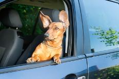 Dog Travel by Car Looking out of the Window-Mariia Masich-Framed Photographic Print
