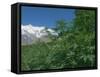 Marijuana Bushes, Near Hopar Glacier, Hunza, Pakistan-Jane Sweeney-Framed Stretched Canvas