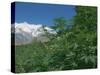 Marijuana Bushes, Near Hopar Glacier, Hunza, Pakistan-Jane Sweeney-Stretched Canvas