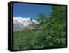 Marijuana Bushes, Near Hopar Glacier, Hunza, Pakistan-Jane Sweeney-Framed Stretched Canvas