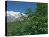 Marijuana Bushes, Near Hopar Glacier, Hunza, Pakistan-Jane Sweeney-Stretched Canvas