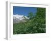 Marijuana Bushes, Near Hopar Glacier, Hunza, Pakistan-Jane Sweeney-Framed Photographic Print