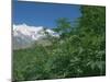 Marijuana Bushes, Near Hopar Glacier, Hunza, Pakistan-Jane Sweeney-Mounted Photographic Print