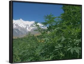 Marijuana Bushes, Near Hopar Glacier, Hunza, Pakistan-Jane Sweeney-Framed Photographic Print