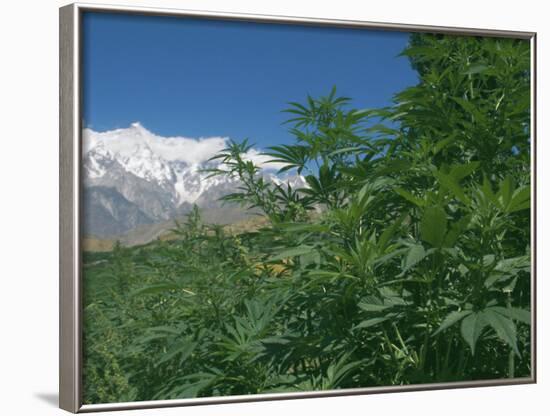 Marijuana Bushes, Near Hopar Glacier, Hunza, Pakistan-Jane Sweeney-Framed Photographic Print