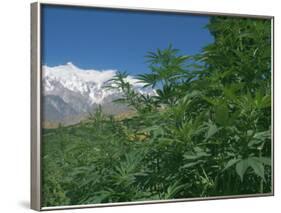 Marijuana Bushes, Near Hopar Glacier, Hunza, Pakistan-Jane Sweeney-Framed Photographic Print