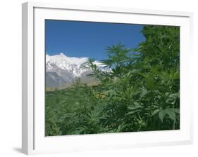 Marijuana Bushes, Near Hopar Glacier, Hunza, Pakistan-Jane Sweeney-Framed Photographic Print