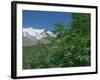 Marijuana Bushes, Near Hopar Glacier, Hunza, Pakistan-Jane Sweeney-Framed Photographic Print