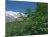 Marijuana Bushes, Near Hopar Glacier, Hunza, Pakistan-Jane Sweeney-Mounted Photographic Print