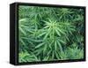 Marijuana Plants, Cannabis Sativa-Vaughan Fleming-Framed Stretched Canvas